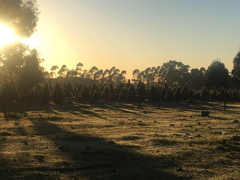 Christmas tree sunrise