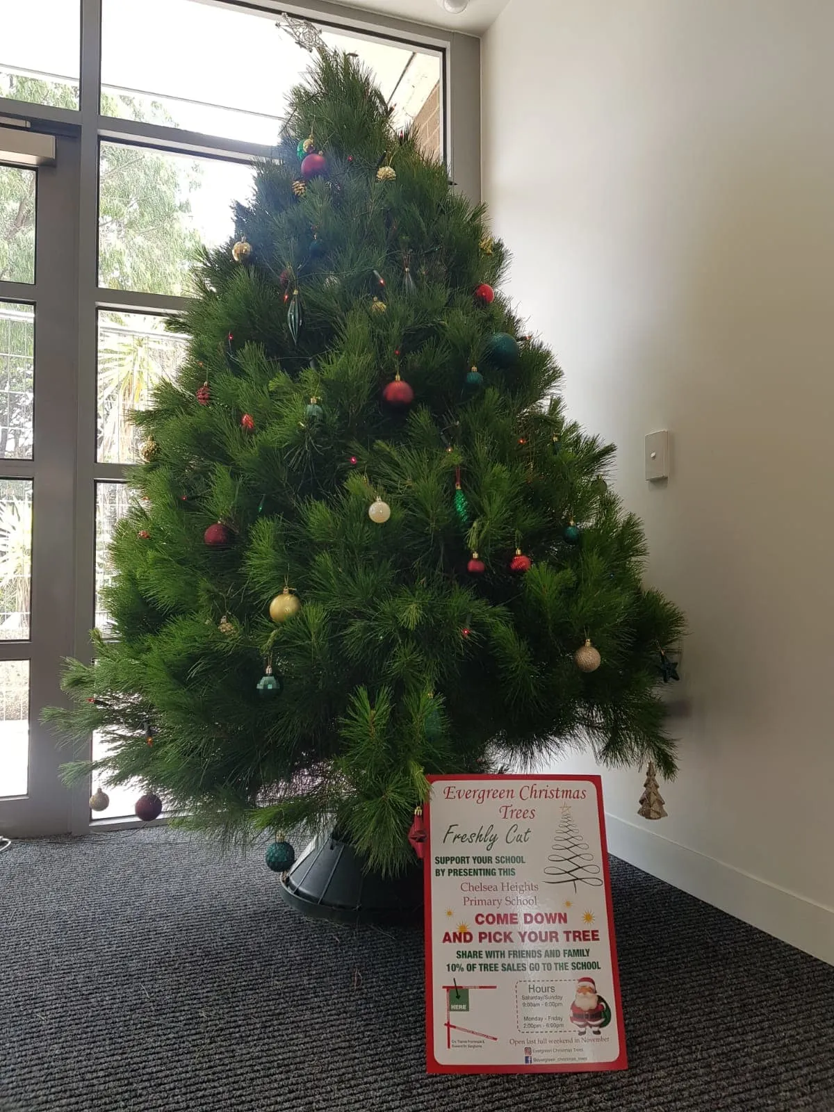 Christmas tree at Chelsea Heights Primary School, given by Evergreen Christmas Trees