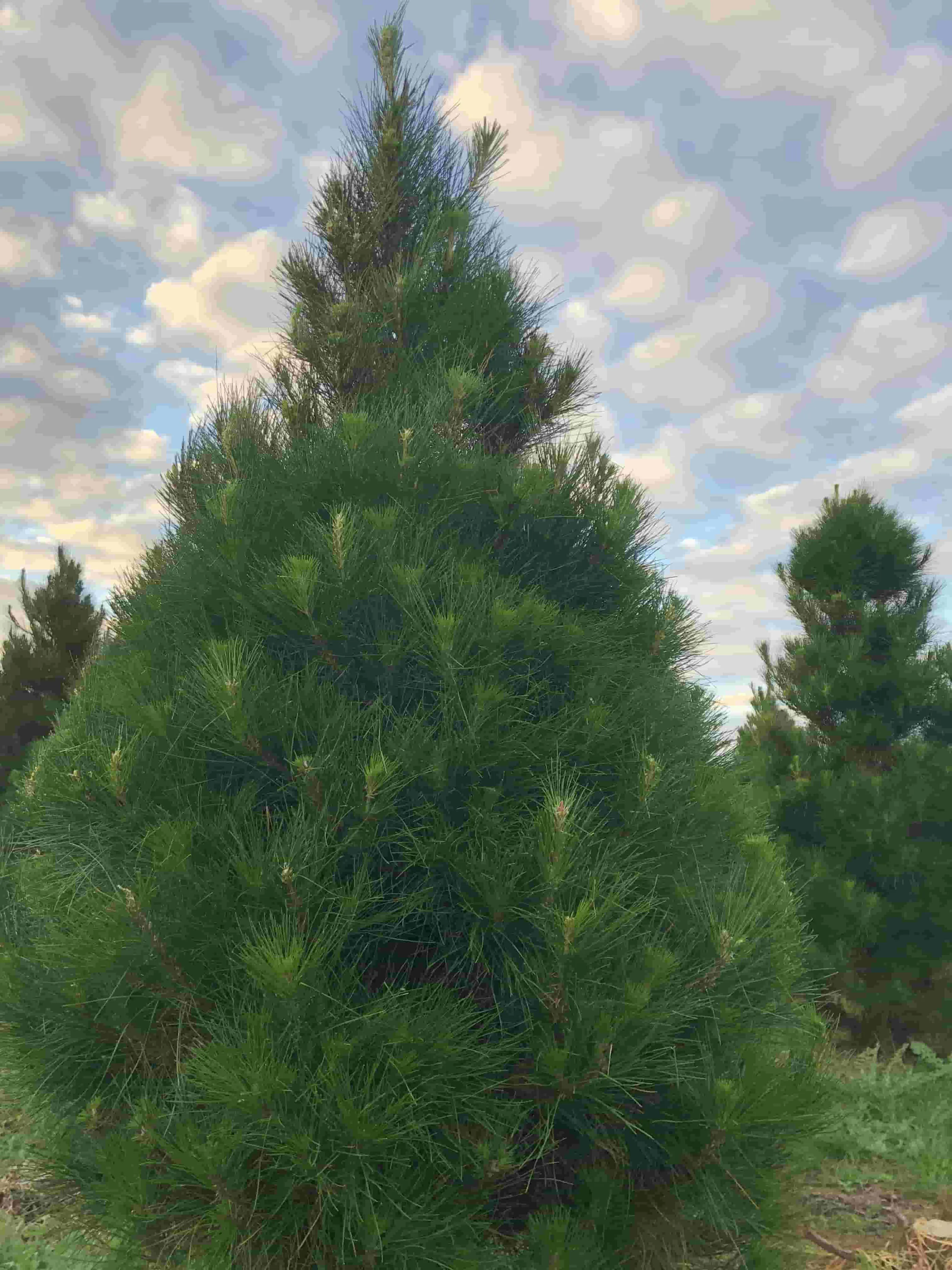 Christmas tree image