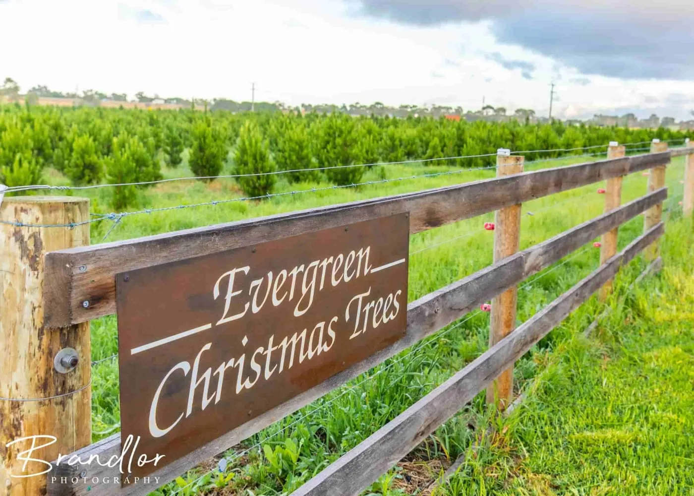 Evergreen trees fence and sign