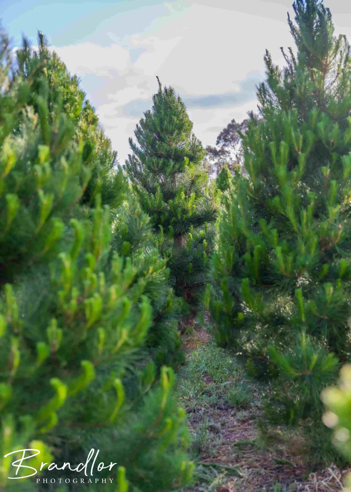 Three christmas trees