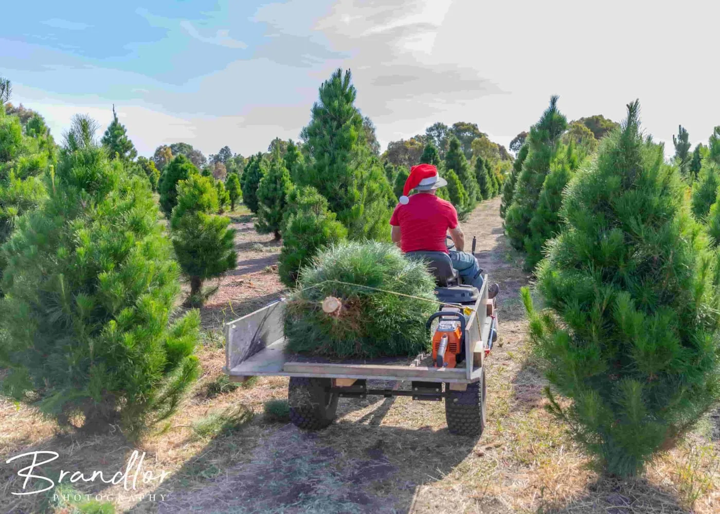 Christmas tree in trailer