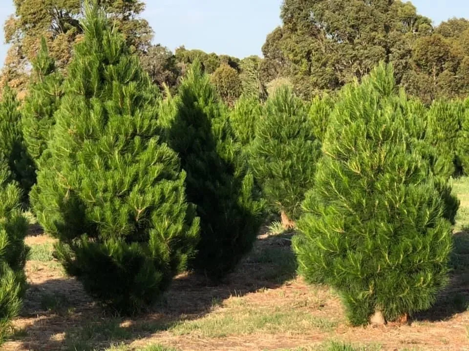 Christmas tree cluster
