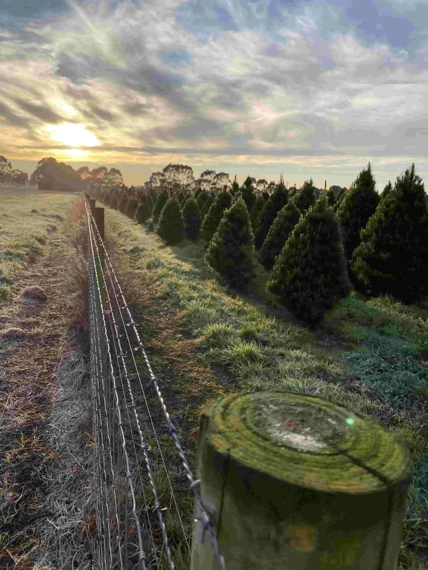 Christmas tree sunrise fence