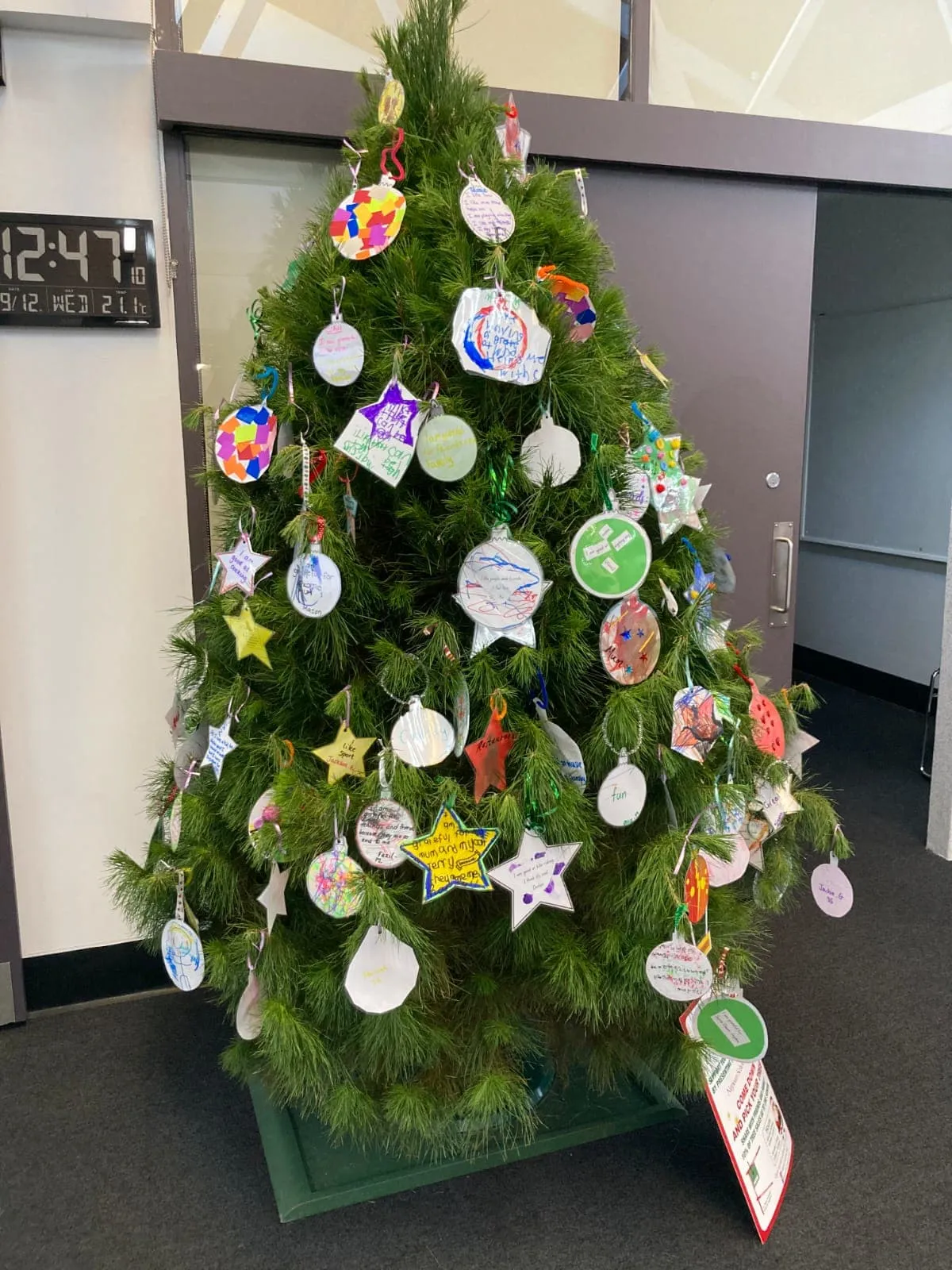 Christmas tree at Nepean School, given by Evergreen Christmas Trees