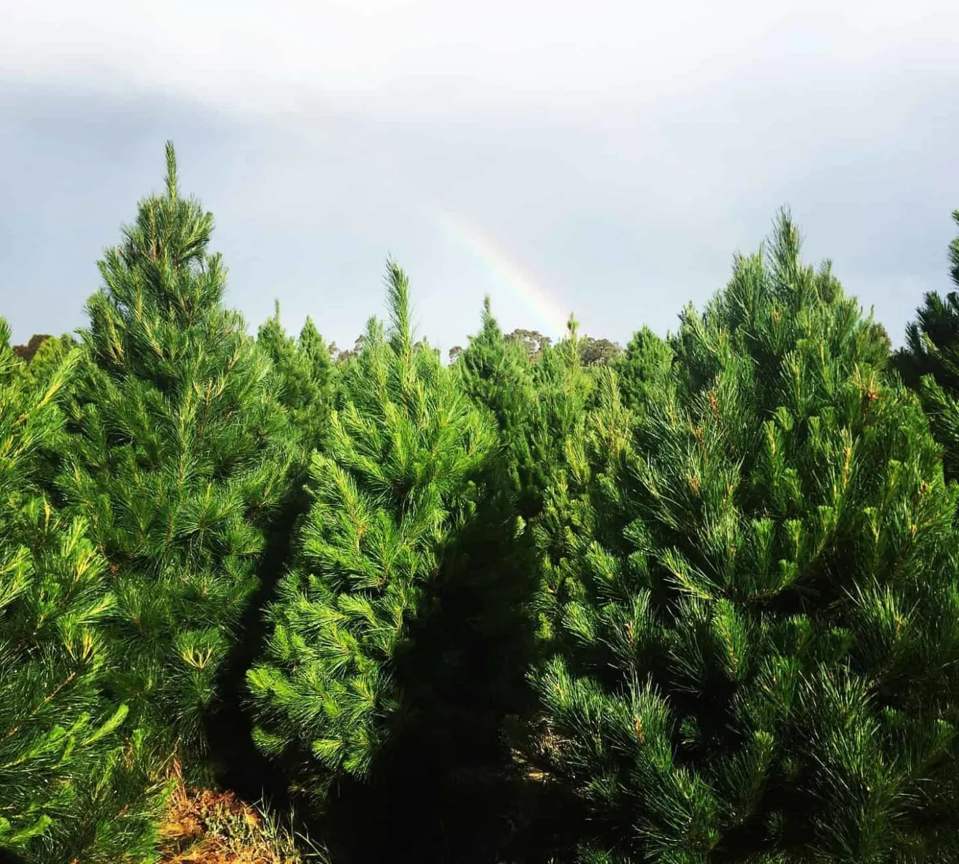Christmas tree forest
