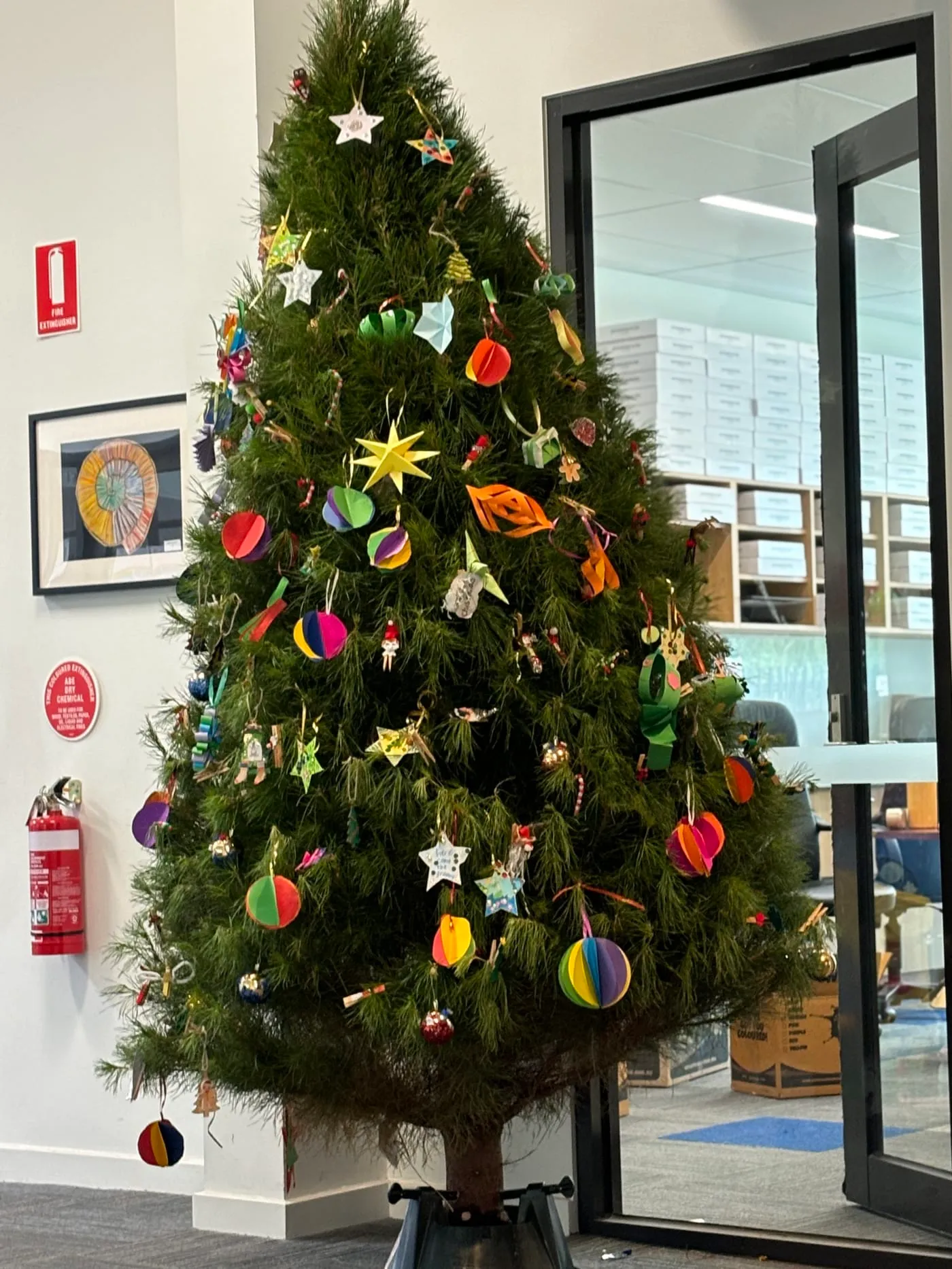 Christmas tree at St Brigid's Primary School, given by Evergreen Christmas Trees