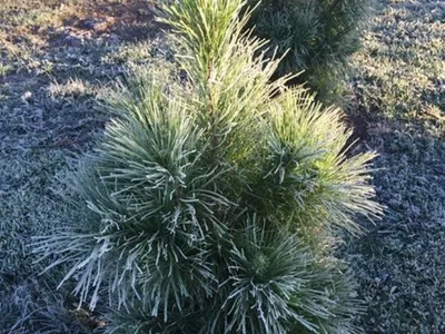 Frosty morning christmas tree